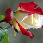 роза1