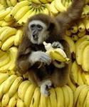 бананы мартышка