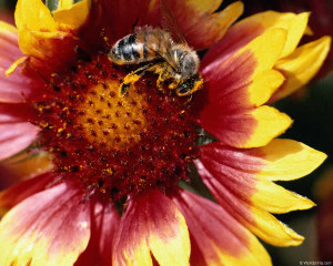 мед пчела