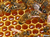 мед с пчелами