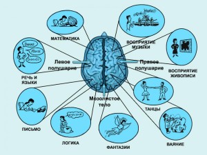 мозг полушария
