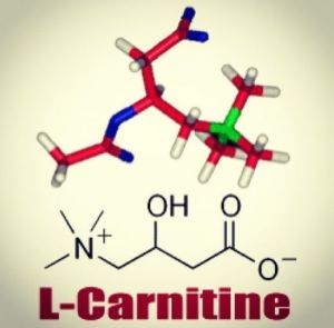 l-carnitine-l-karnitin