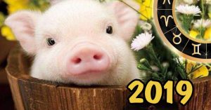 2019 свин