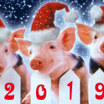 2019 свинки