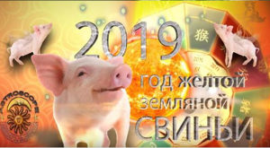 2019 год свин