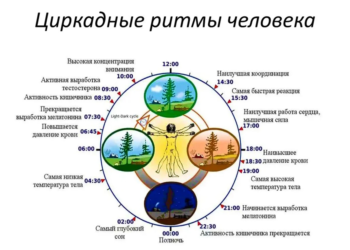 Схема циркадного ритма человека биологические часы и примерный суточный ритм органов